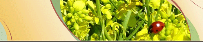 Canola