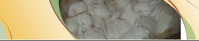 Rabbits