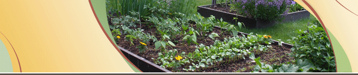 Urban Farming