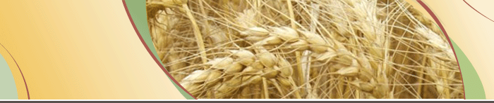 Wheat
