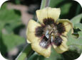 Fleur du coqueret hétérophylle