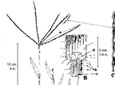 Digitaire sanguine. A. Plante B. Base du limbe C. Vue latérale D. Vue dorsale d'une portion d'épi portant plusieurs épillets