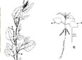 Chénopode blanc. A. Jeune plant en fleurs . B. Plant au stade deux feuilles, vue latérale et vue du dessus. C. Plant au stade six feuilles