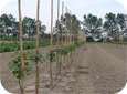 Irriguez les arbres en profondeur et avec régularité pour que les racines pénètrent tout le profil du sol.