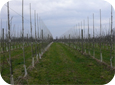 Après la première année, un pommier cultivé dans un nouveau verger à fuseau élevé devrait présenter une flèche haute et érigée, qui atteint idéalement le fil supérieur.