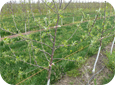Après la première année, un pommier cultivé devrait presenter de nombreuses branches latérales fructifères ou branches charpentières ramifies.