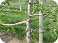Retirer les branches charpentières en faisant une coupe en biseau pour faciliter la reprise.