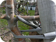 Enlevez les branches charpentières trop vigoureuses, en laissant un ergot de renouvellement.