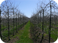 Les grosses branches charpentières peuvent être enlevées, surtout dans la moitié supérieure de l'arbre. Les branches devraient porter fruit pendant 3 à 6 ans.
