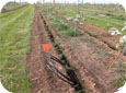 Un à deux boyaux d'irrigation au goutte-à-goutte alimenteront chaque rangée d'arbres.