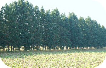 Éclaircir les branches inférieures sur une hauteur de 3 ou 4 pieds, en prenant soin d'en laisser un certain nombre, contribue à maintenir une bonne protection des cultures contre le vent, permet un bon drainage de l'air et prévient la formation de poches de gelée.