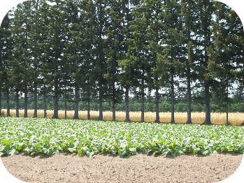 Avec une éclaircie jusqu'à 6 pieds du sol, trop de vent passera sous le brise-vent et il ne sera plus efficace pour capter la dérive des pulvérisations d'insecticide ou de fongicide. Ce brise-vent est quand même préférable à l'absence de brise-vent.