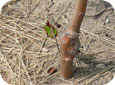 Photo of a rootstock/apple tree graft union.