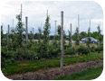 Figure 1 – Un verger type haute densité en Ontario