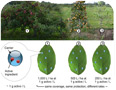 Figure 6 - The ultimate goal of CAS is to adapt the amount of active ingredient per unit ground area such that the amount of active ingredient per unit target area 