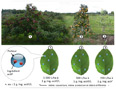 Figure 6 – L’objectif ultime du modèle de pulvérisation adaptée à la culture est d’adapter la quantité d’ingrédients actifs par unité de superficie du sol afin que la quantité d’ingrédients actifs par unité de superficie cible 