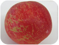 Russet on Honeycrisp