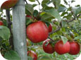 Prendre en consideration  les préférences du consommateur des cultivars eg.Honeycrisp.