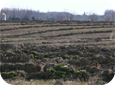 Des systèmes de drainages devraient être systématiquement installés dans de nombreux emplacements avant la plantation.