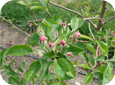 The right trees will be ready to produce fruit in the 2nd year, and will reach full production a few years later.