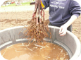 The ideal nursery tree will have an abundance of healthy roots.