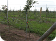 The ideal nursery tree will have 6-10 “feathers” that are 12-25 cm (6-12”) long.