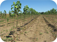 The bottom feather should be no lower than 24” (60 cm) above the soil when the tree is in place in the orchard.