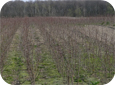 Some nurseries sell a 2-year branched tree produced by growing the trees for a 2nd year in the nursery.