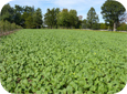 Les cultures de couverture de type Brassica, comme les moutardes orientales par exemple, contiennent des toxines qui lors de la coupe de la culture verte sont immédiatement incorporées pour éradiquer les pathogènes du sol.