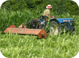 Growing cover crops such as pearl millet will significantly improve soil structure, provide additional organic matter and improve water permeability.