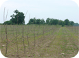 Ce gaz peut endommager gravement les nouveaux arbres et nuire au débourrement.
