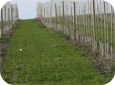 Il existe des plantations réussies à des densités supérieures à 2 000 arbres/acre mais c'est un système qui exige beaucoup plus de soins.