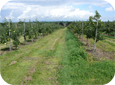 Slender Spindle trees on individual stakes.