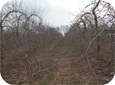 Trellised, taller trees like the Vertical Axe.