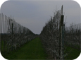 The Tall Spindle system uses natural tree growth controls like  branch bending and early cropping.