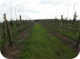 The Tall Spindle system requires feathered nursery trees (10-15 feathers).