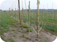 La conduite à fuseau élevé  utilise des branches attachées pour induire la mise à fruits.
