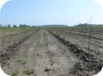 Compact soil ensures good contact between soil and roots and  eliminates air pockets.
