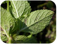 Rust pustules on the underside of a mint leaf Rust pustules on the underside of a mint leaf