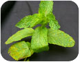 Powdery mildew on spearmint Powdery mildew on spearmint