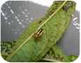 An adult four-lined plant bug on mint leaves