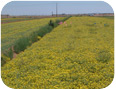 Field of lesquerella in Arizona.  Crop was planted in October and photographed the following April (Photo Credit: David Dierig)