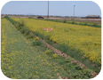 Field of lesquerella in Arizona.  Crop was planted in February and photographed the following April (Photo Credit: David Dierig)