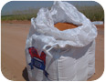 Bagged lesquerella seed from research plots in Arizona (Photo Credit: David Dierig)