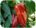 Szechuan peppers