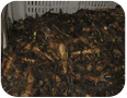 Witloof chicory roots before forcing indoors (photo credit: C. Bakker, University of Guelph) Witloof chicory roots before forcing indoors (photo credit: C. Bakker, University of Guelph)