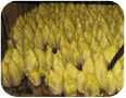 Forcing of witloof chicory in the dark (photo credit: C. Bakker, University of Guelph) Forcing of witloof chicory in the dark (photo credit: C. Bakker, University of Guelph)