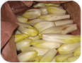 Witloof chicory chicons (photo credit: C. Bakker, University of Guelph)