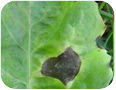Lesion of Alternaria blight on witloof chicory (photo credit: S. Westerveld, University of Guelph)