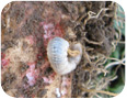 White grub and damage on witloof chicory root (photo credit: S. Westerveld, University of Guelph)